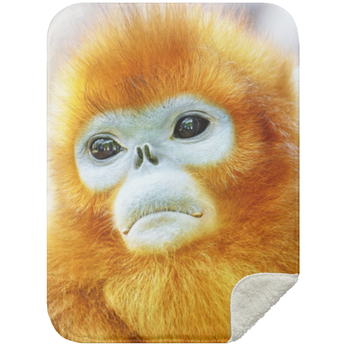 Orange Snub Nosed Monkey