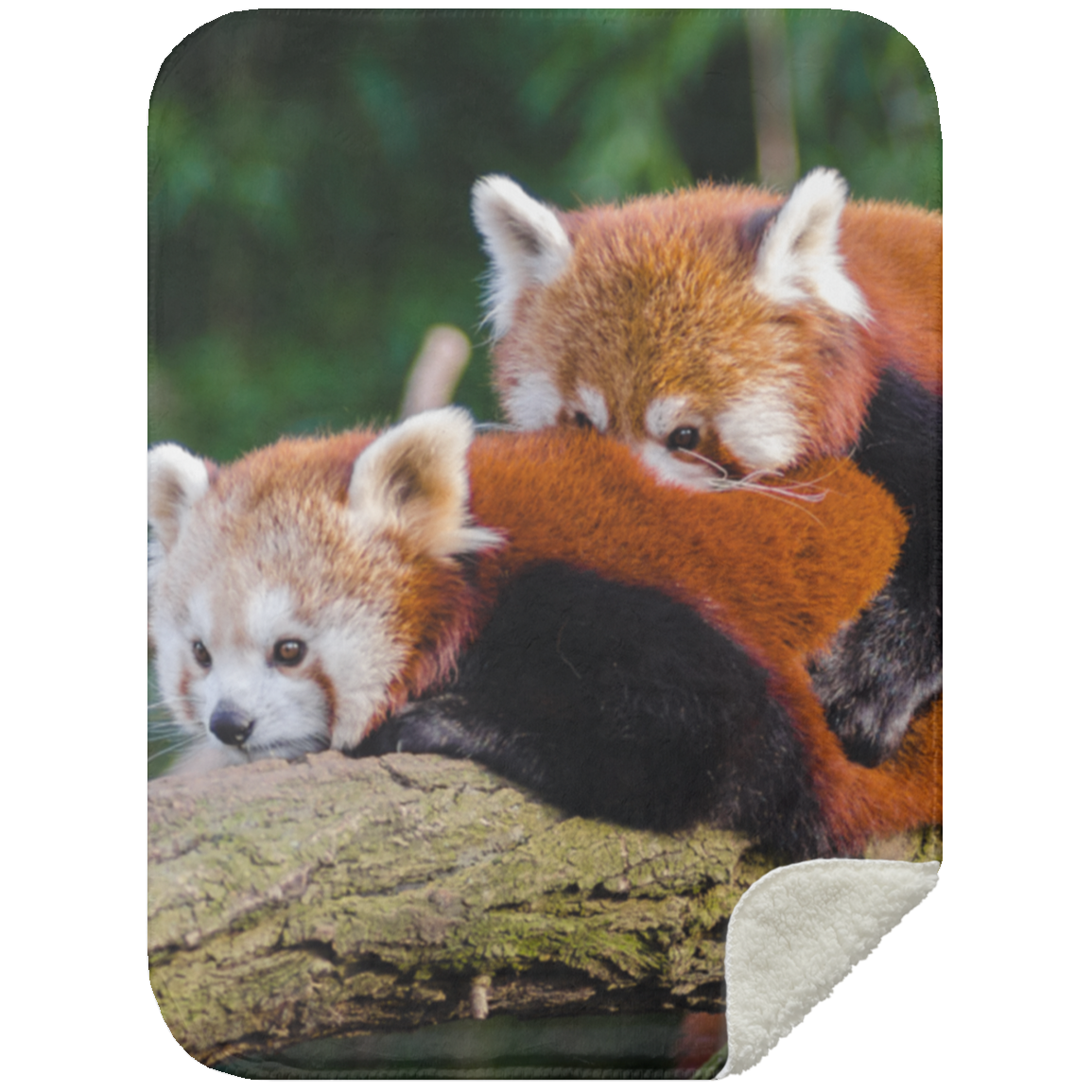 Loving Red Pandas