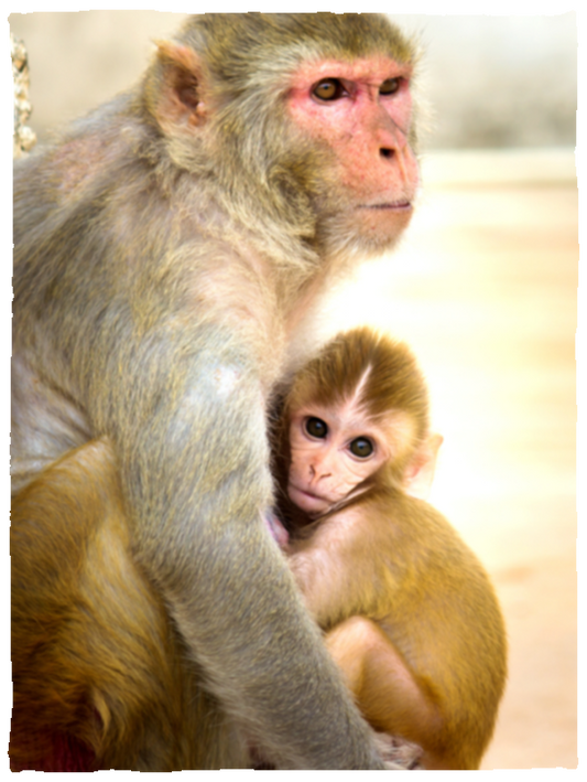 Mom and Baby Monkey