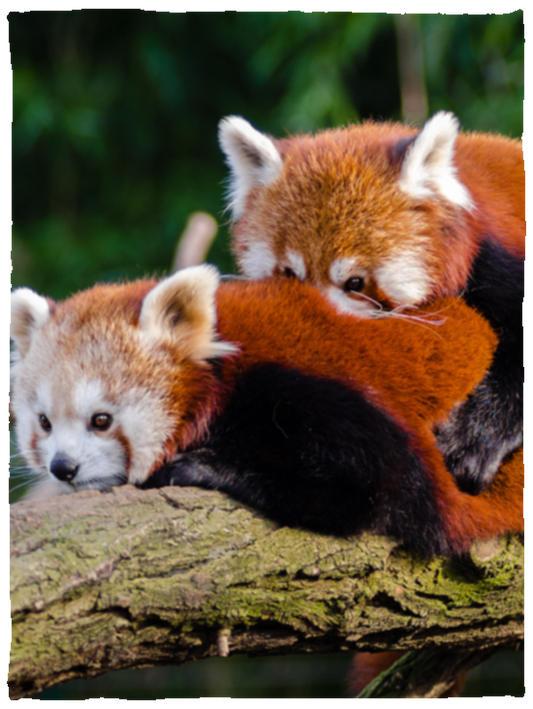 Loving Red Pandas