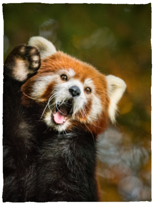 Adorable Red Panda