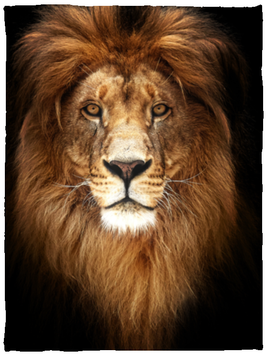 PREMIUM LION HEAD BLANKET