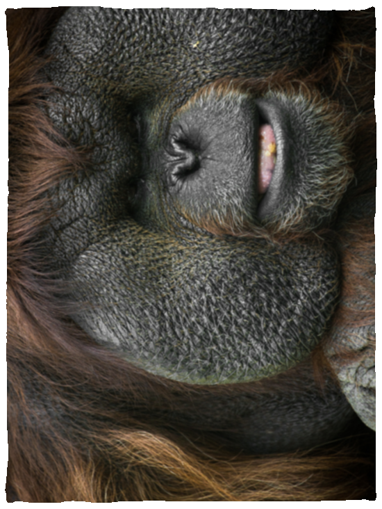 Male Orangutan