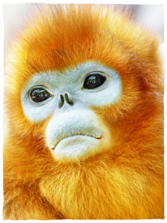 Orange Snub Nosed Monkey