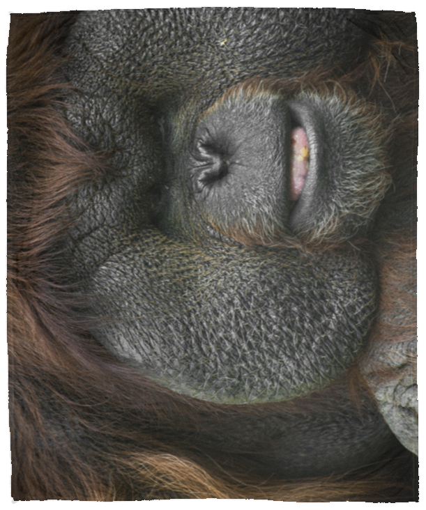 Male Orangutan